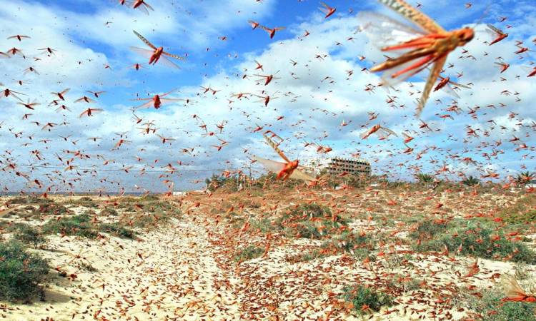 غزو الجراد كارثة اقتصادية تهدد دول شرق أفريقيا
