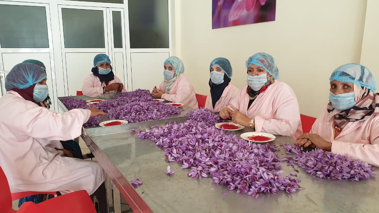 حقائق عن إنتاج الزعفران الذهب الأحمر في المغرب