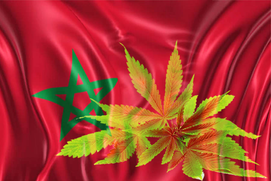 فوائد تقنين الكيف أو القنب الهندي على اقتصاد المغرب