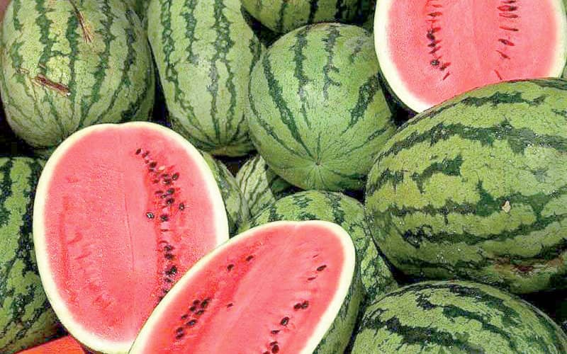 سبب انهيار أسعار البطيخ أو الدلاح في المغرب