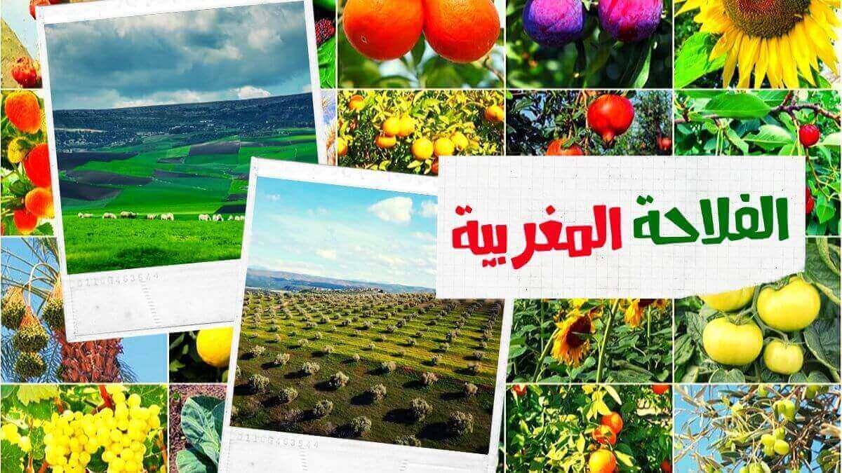 لماذا المغرب أفضل من الجزائر فلاحيا ويمكنه أن يتفوق عربيا؟