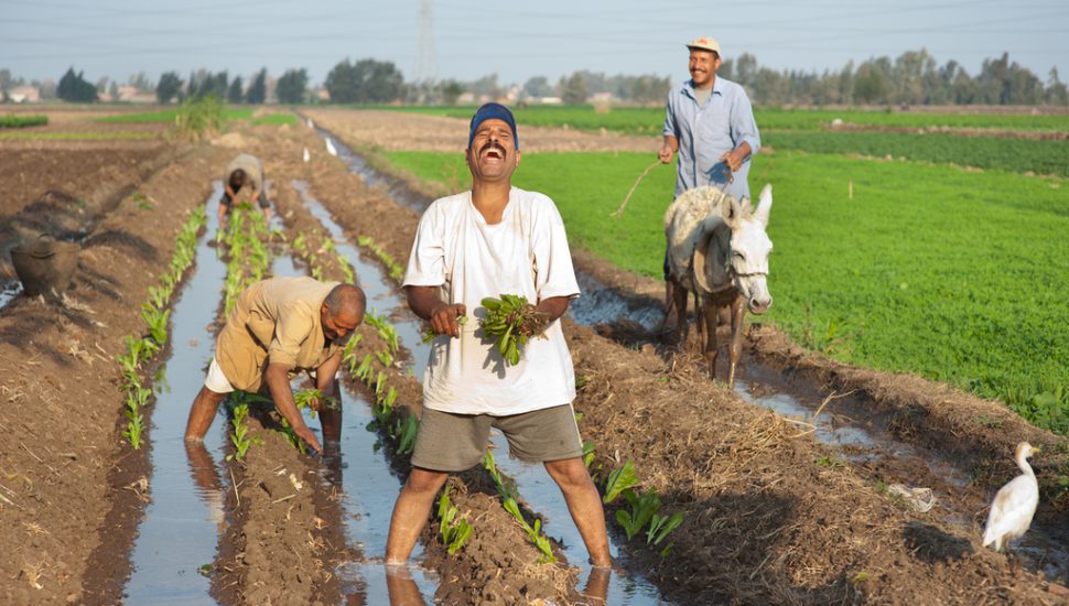 معجزة الزراعة في مصر وما لا يخبرك به الإعلام المضلل