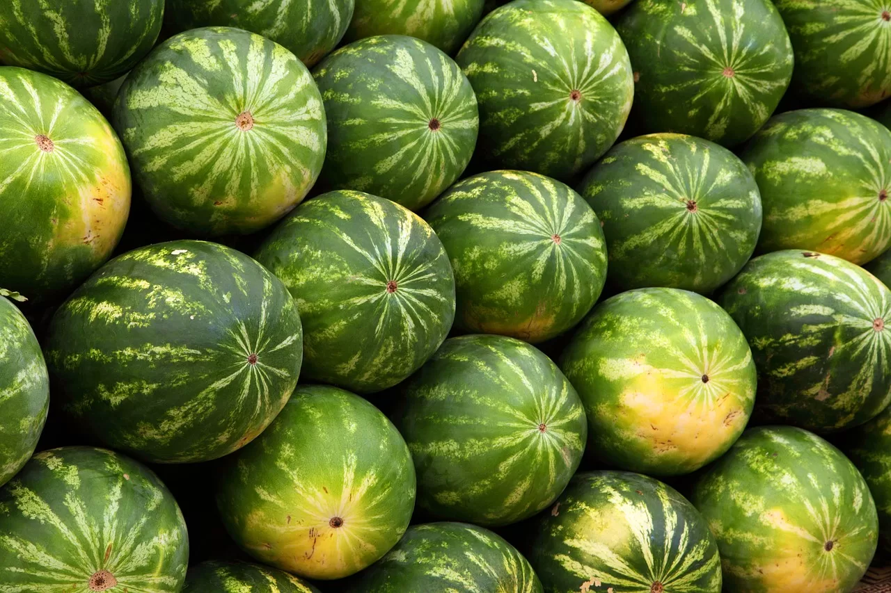 كم تتطلب زراعة البطيخ من الماء كل يوم وهل تستنزف الفرشة المائية؟