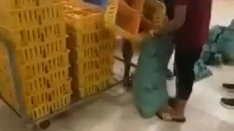 حقيقة فيديو اعدام الكتاكيت في مصر