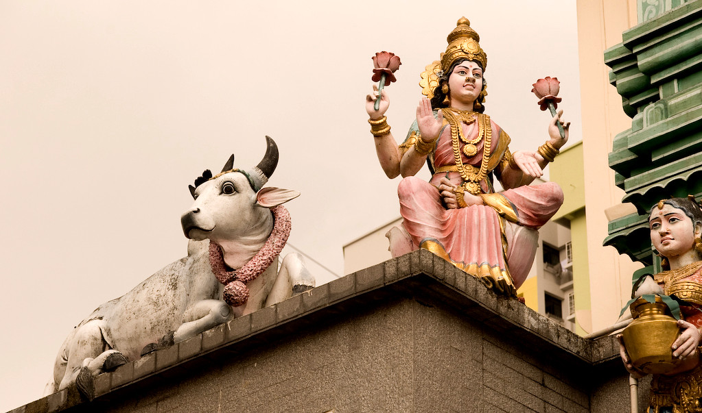 لا يعبد الهنود البقر يا بقر بل هي مقدسة في الهندوسية