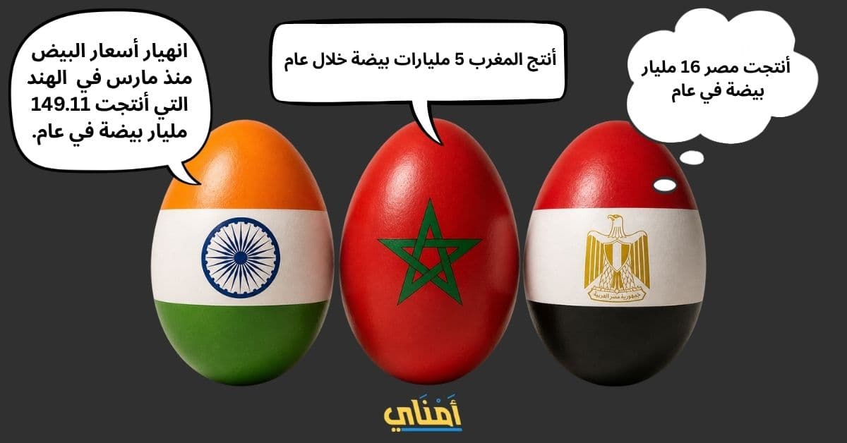 انهيار أسعار البيض